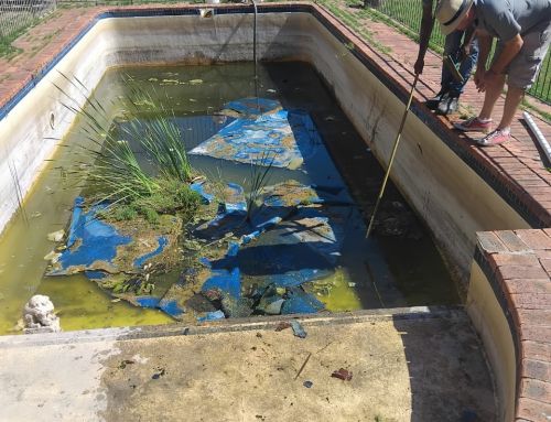 From Wasteland to Oasis: Abandoned Home Pool Refurbished